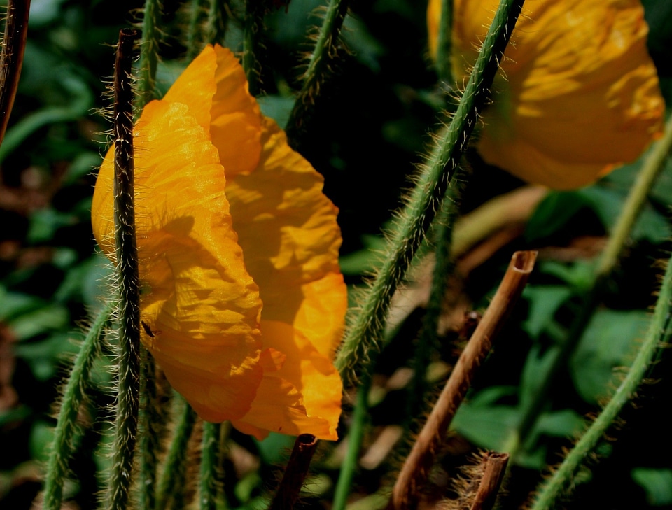 Petals paper-like cup-shaped