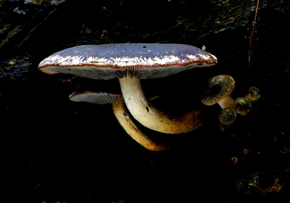 Hypholoma Brunneum