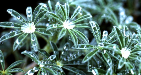 Lupine Leaves With Water Drops 1