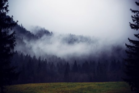 Fog Over A Forest photo