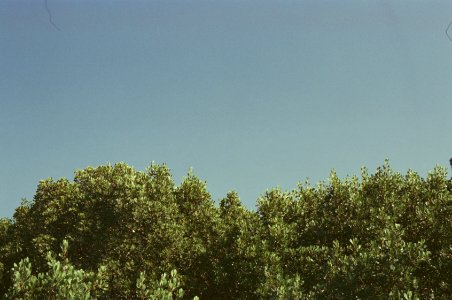 Tree Tops On Blue Sky