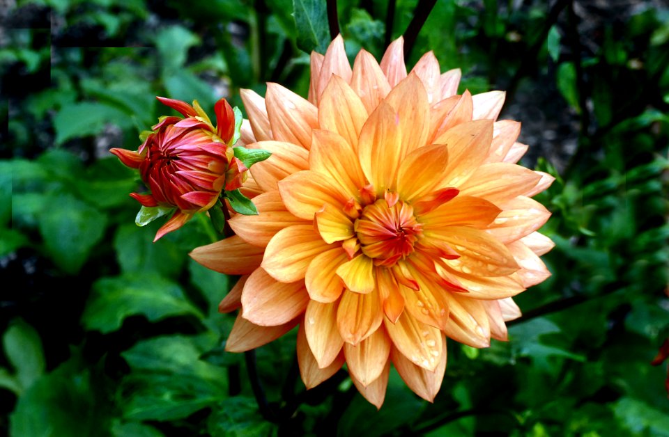 Orange Ruby Dahlia