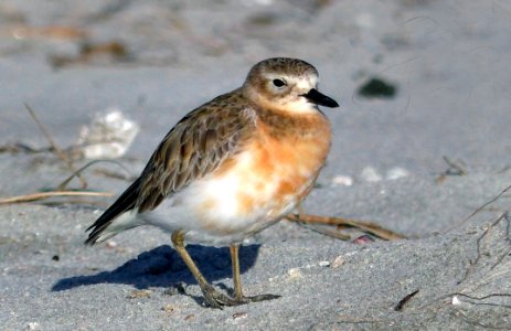 New Zealand Dotterel photo