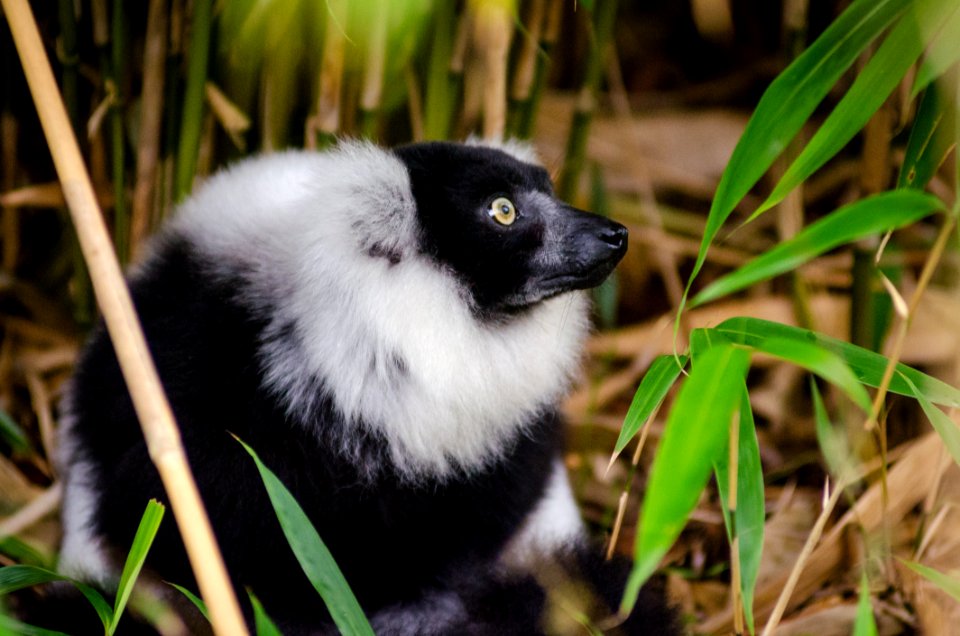 Black And White Ruffed Lemur