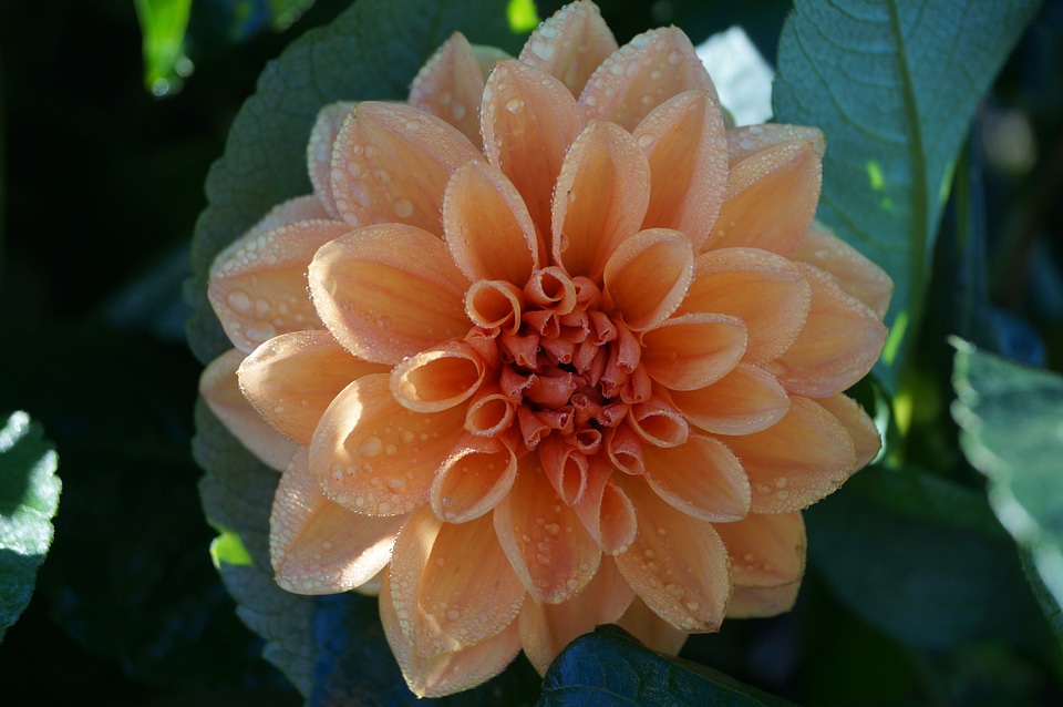 Orange wet flower
