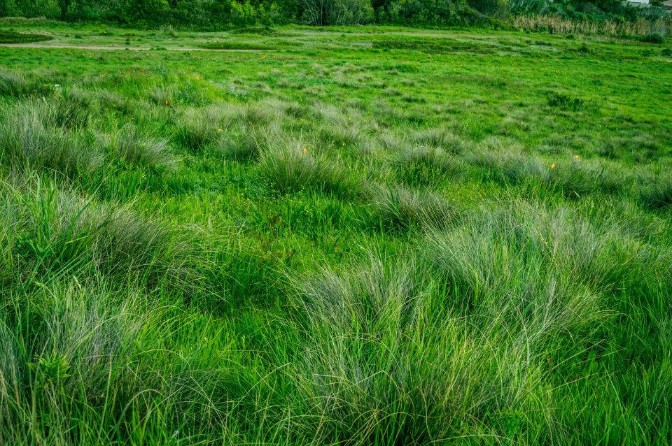Green Grass In Field
