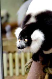Black And White Ruffed Lemur