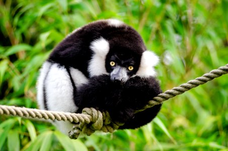 Black And White Ruffed Lemur