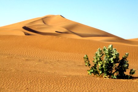 Lonely Plant In The Desert