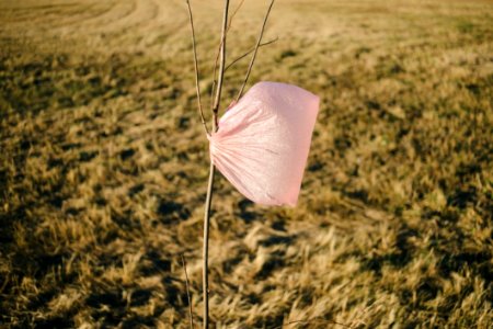 Plastic Bag On A Tree