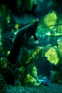 Manatee Underwater