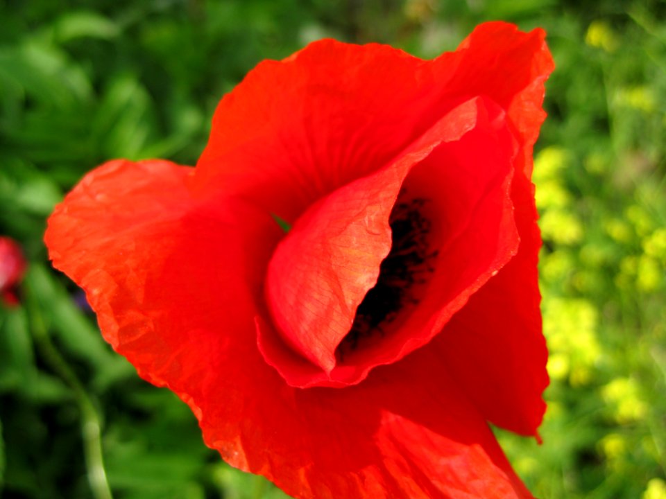 Barely Opened Poppy Petals