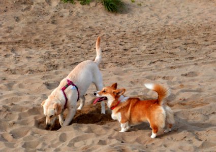 Puppy Beach Party