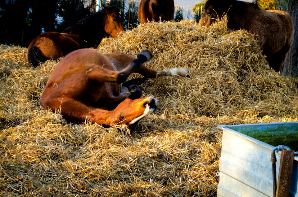 Horse Rolling In Hay