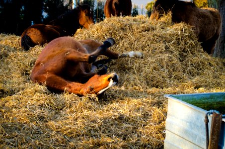 Horse Rolling In Hay