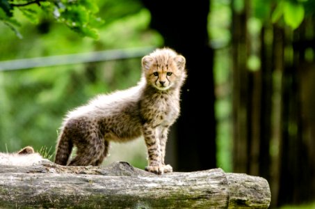 Cheetah photo