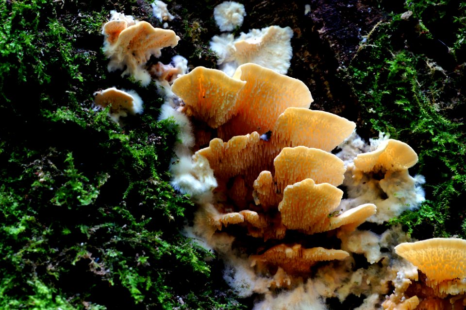 Antrodiella Zonata