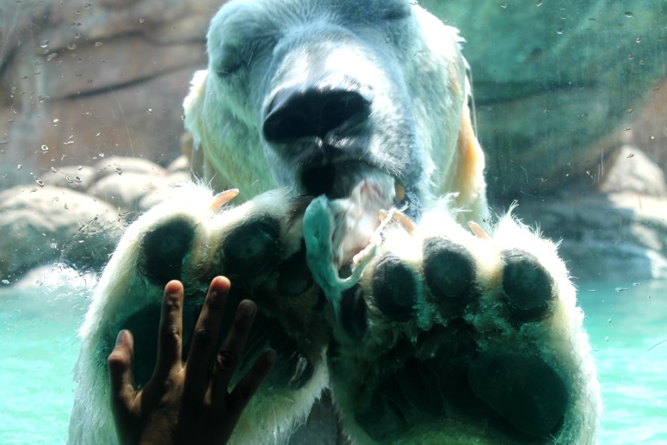 Polar Bear Feeding