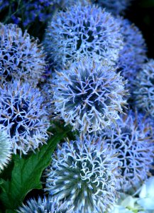 Blue Allium photo