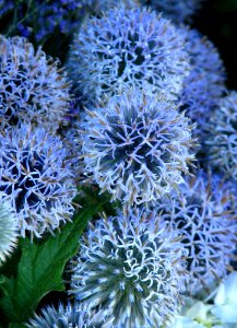 Blue Allium