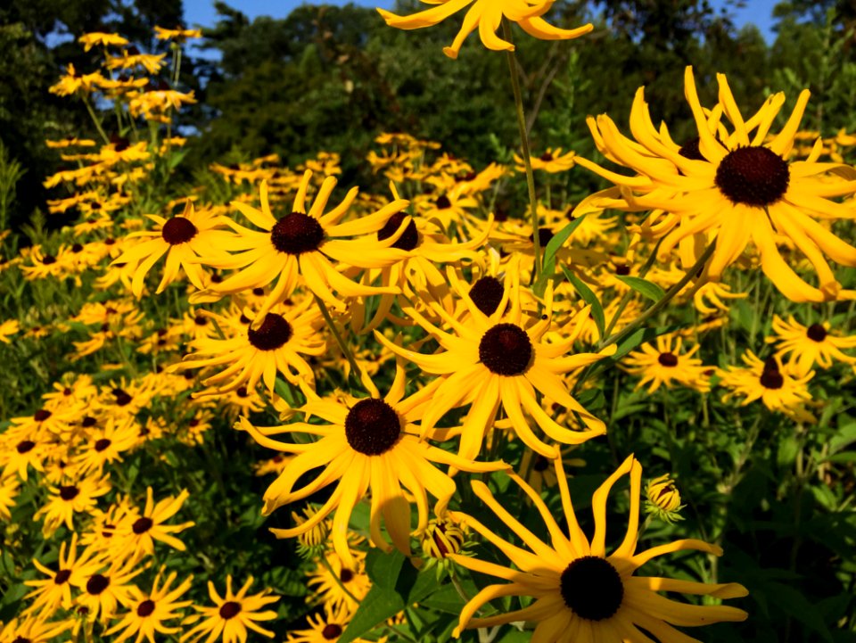 Group Of Yellow Sunflowers