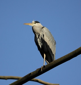 Bird animal grey photo