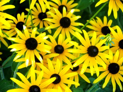 Group Of Yellow Daisies