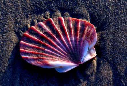 Scallop Shell On The Sands