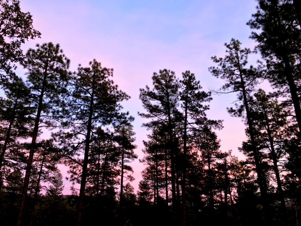 Clustered Under The Magenta Sky