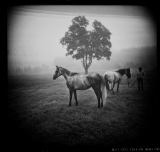 Two Horses In Fog