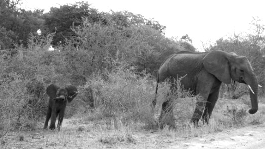 Elephant Makutsi