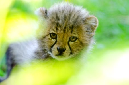 Cheetah Cub photo