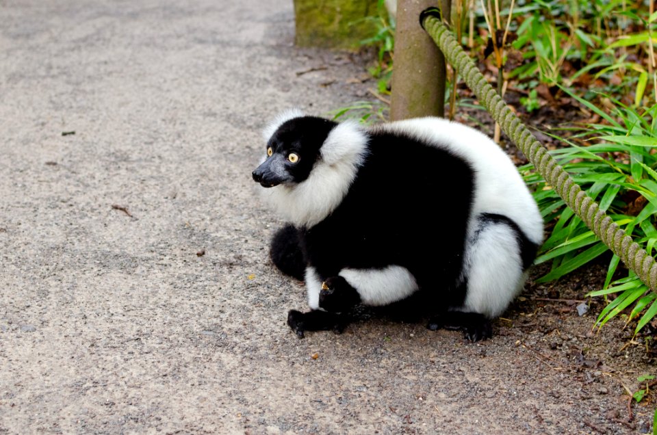 Black And White Ruffed Lemur