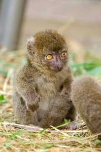 Greater Bamboo Lemur Baby