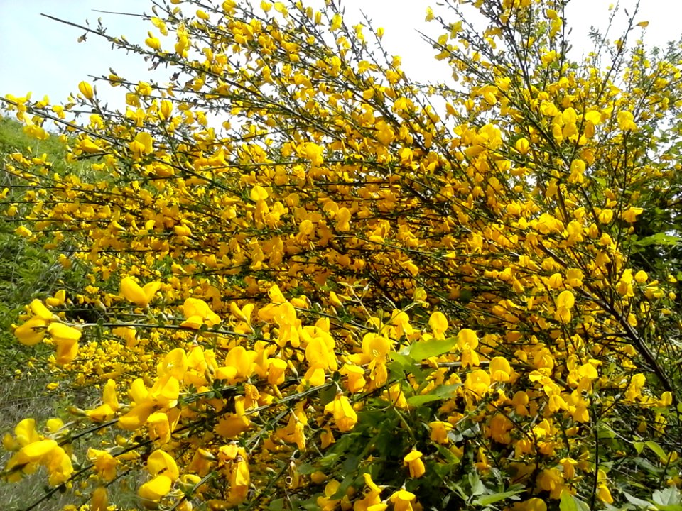 Flower Plant Twig Shrub