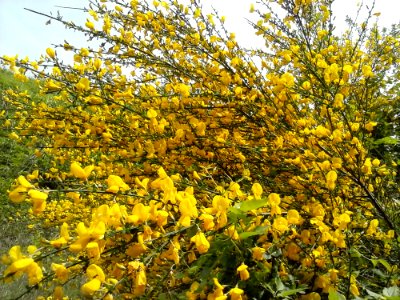 Flower Plant Twig Shrub