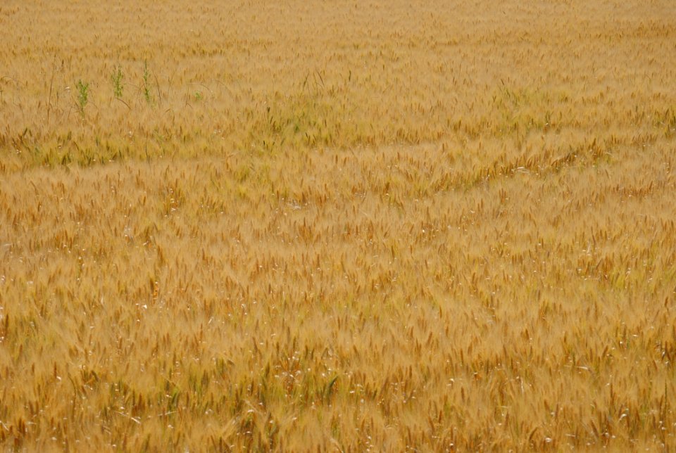 MM00-1006 UMBRIA MARCHE PLN D3000 55-200
