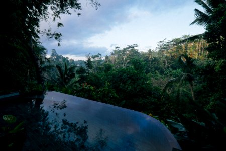 Rain Forest Landscape