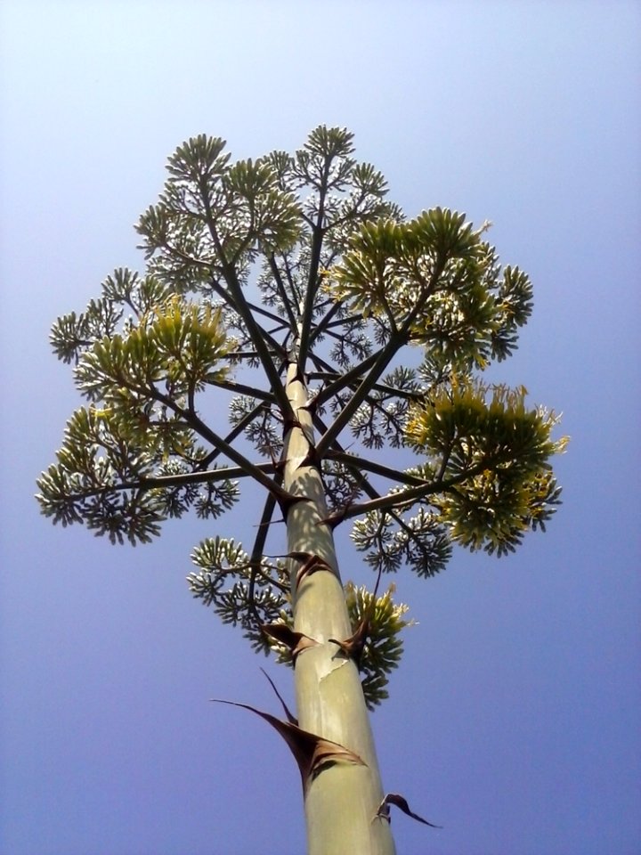 Sky Branch Twig Tree