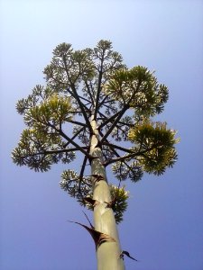 Sky Branch Twig Tree photo