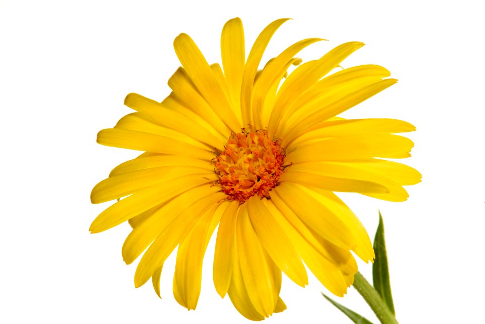 Glandular Cape Marigold