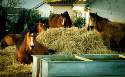 Horses Eating Dried Hay