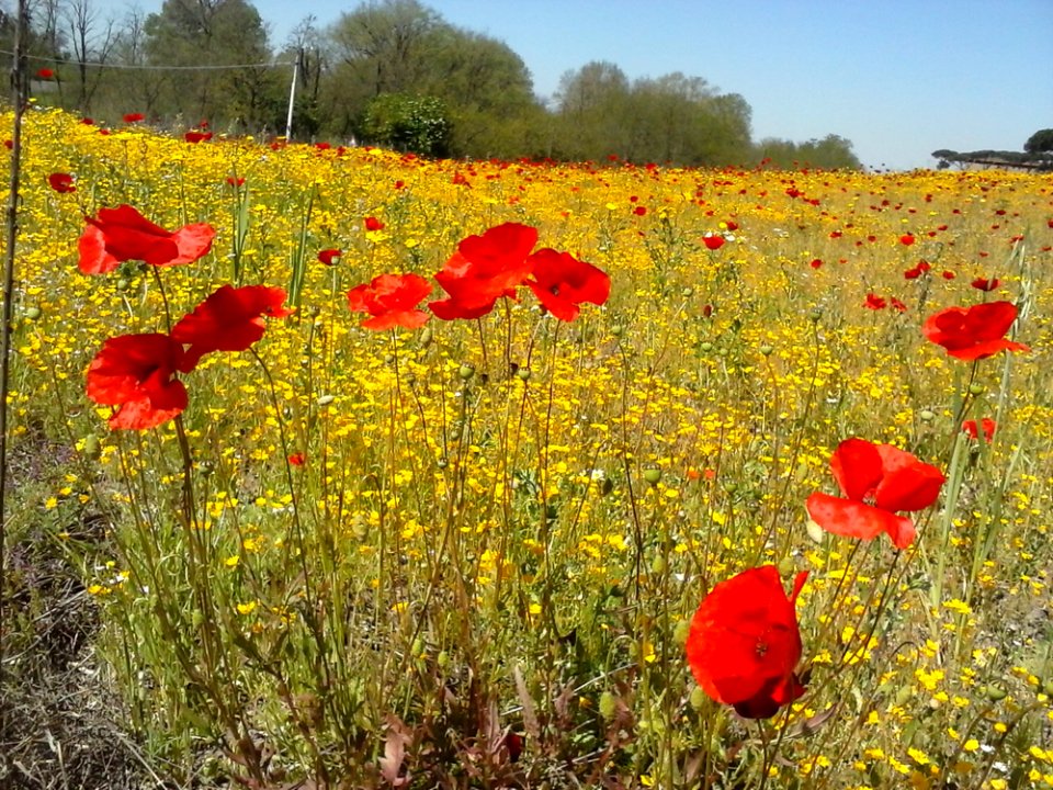 Flower Sky Plant Plant Community
