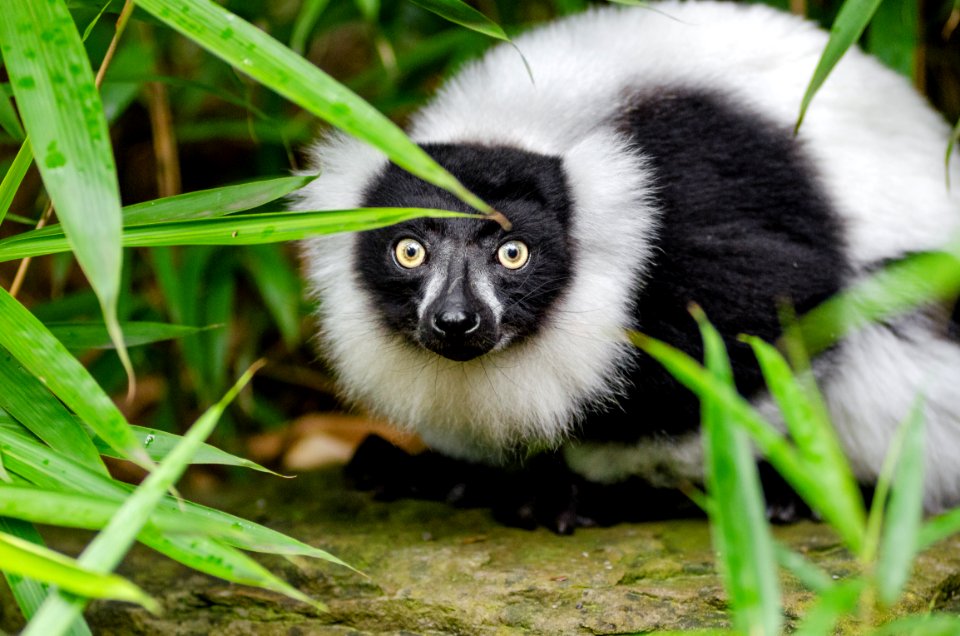 Black And White Ruffed Lemur