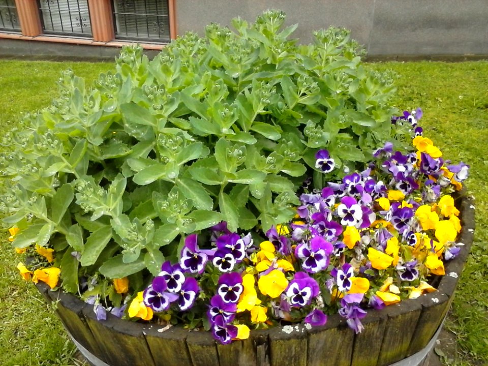 Flower Plant Flowerpot Window