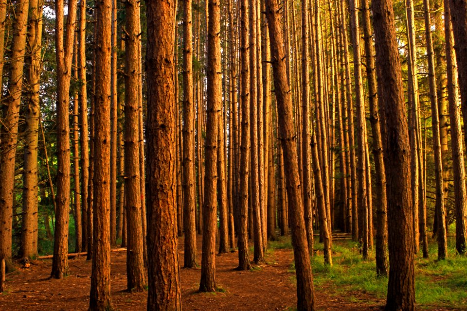 Red Pine Plantation