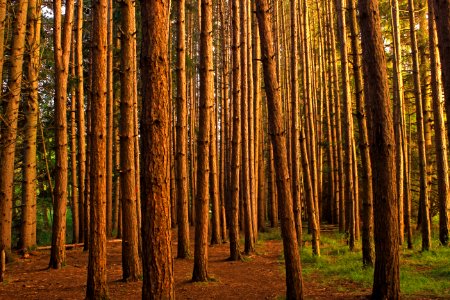 Red Pine Plantation