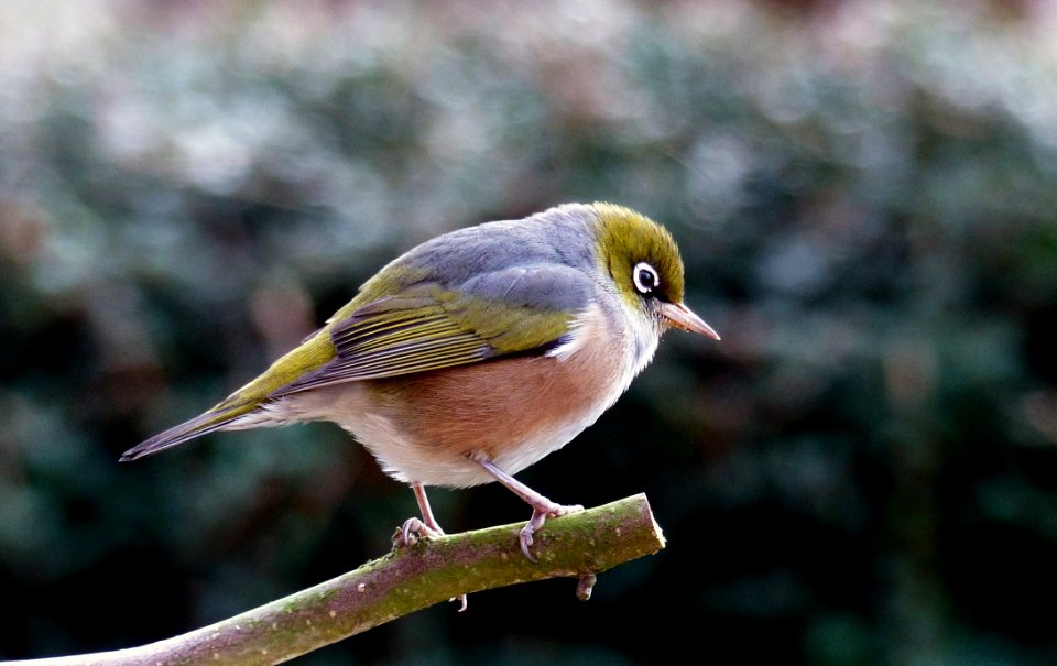 Silvereye Lumix FZ200