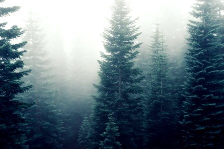 Forest Deep In Fog