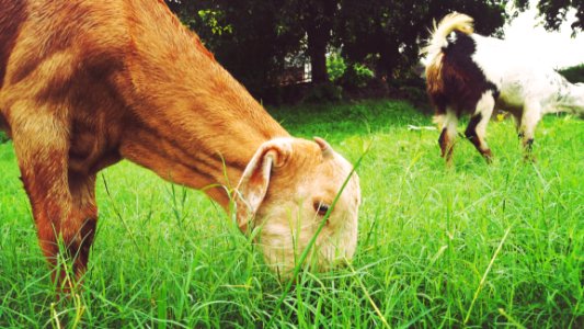 Goats Eating Grass